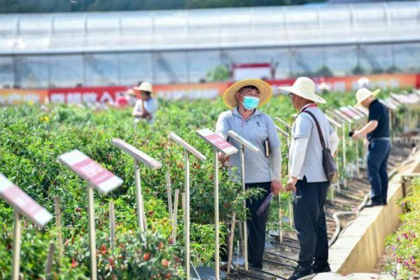 股巢网 全国辣椒 “尖子生” 将集结遵义！