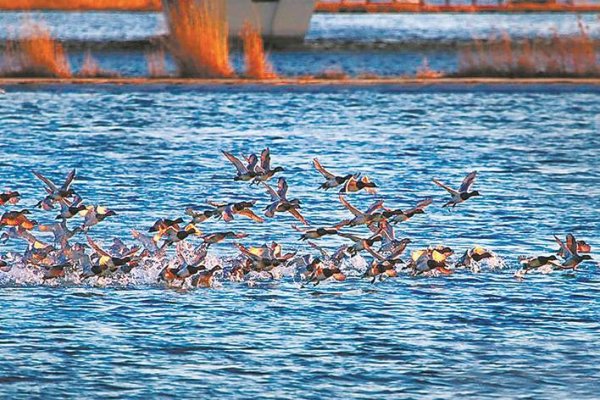 大赢家 从干涸断流到鸟类天堂: 永定河的逆袭之路